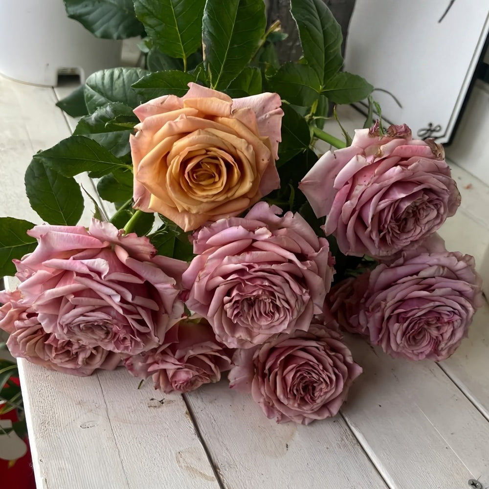 Magic Silver Rose Plant|神奇银色/魔力银 image 6