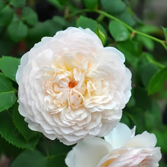 Emily Brontë Rose Plant｜艾米莉·勃朗特 image 1
