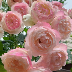 Strawberry Macaron Rose Plant｜草莓杏仁饼 image 2