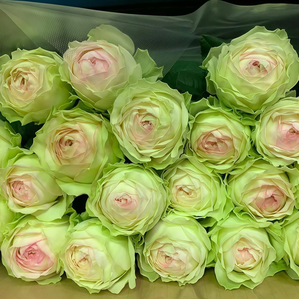 Armure Blanche Rose Plant |幻彩 image 9