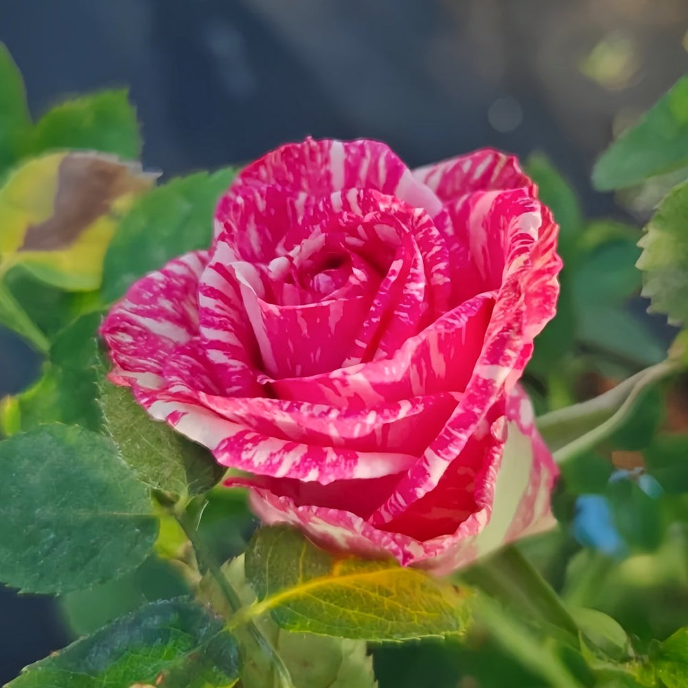 Pink Intuition Rose Plant｜粉色直觉 image 5