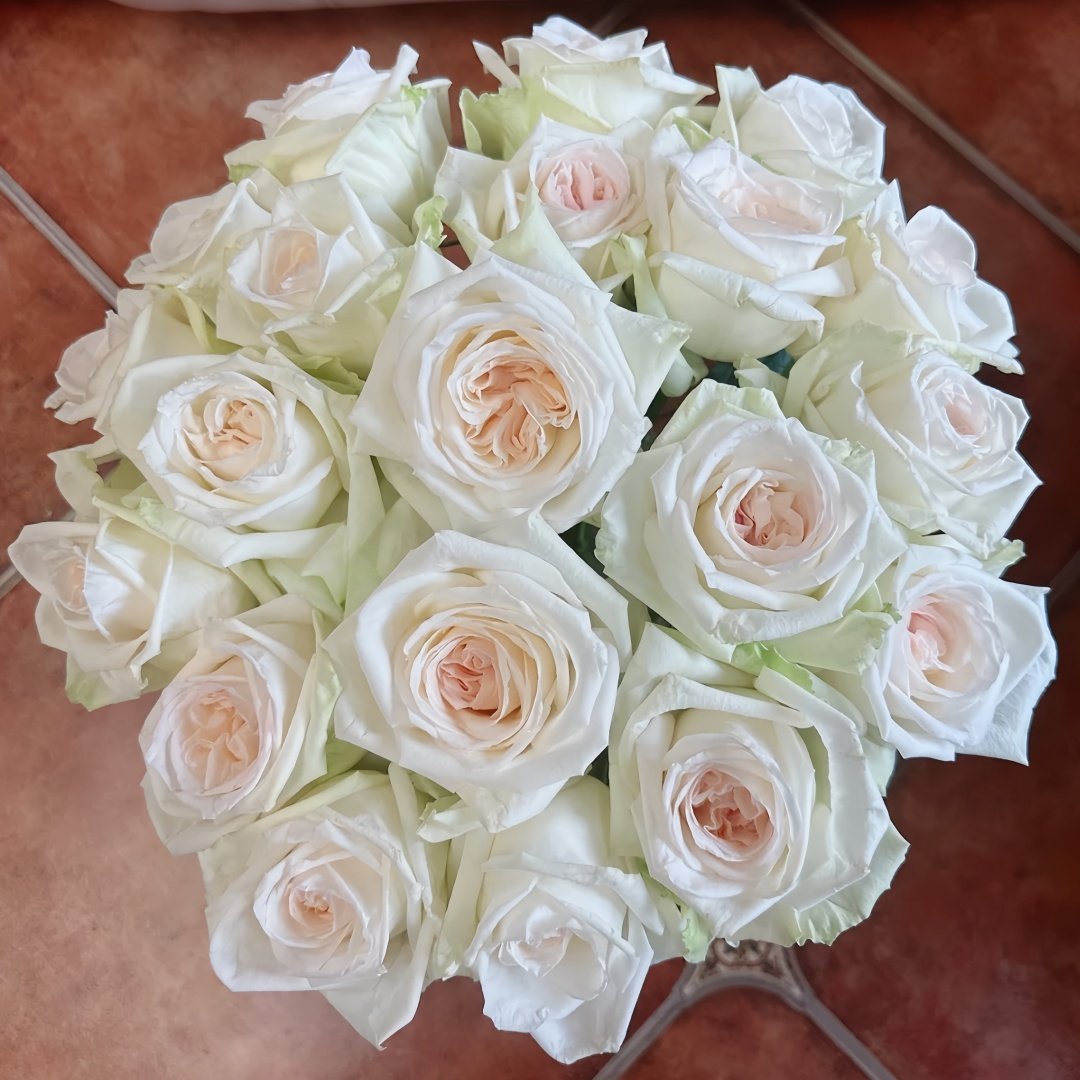White O′Hara Rose Plant｜白哈娜 image 0