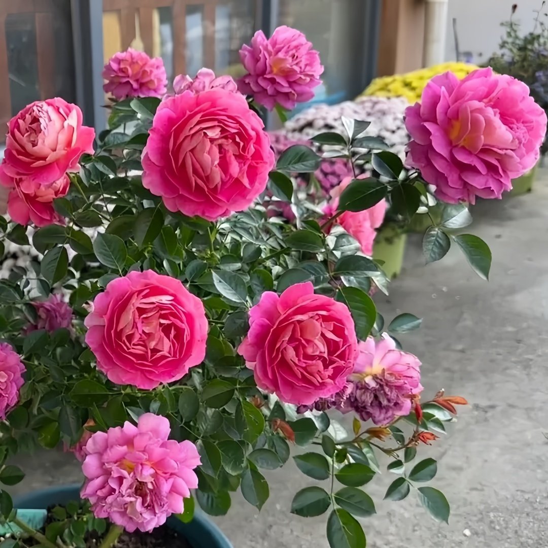 Esprit de Paris Rose Plant｜巴黎精神 image 7