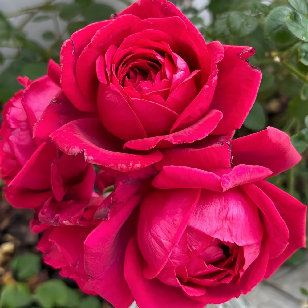 Papa Meilland Rose Plant｜玫昂爸爸 image 4