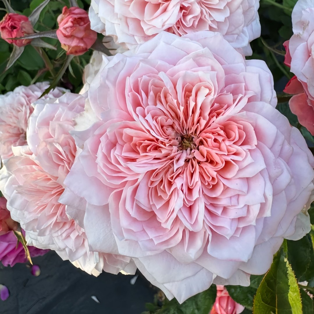 Mikoto Rose Plant｜美琴 image 2