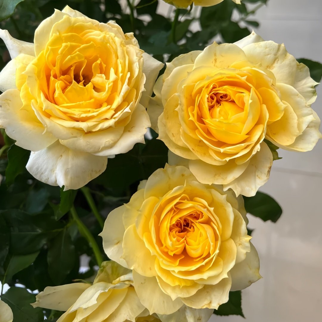 Sunny antike Rose Plant|阳光古董 image 8