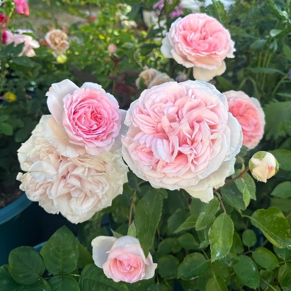 Pretty Karen Rose Plant｜漂亮凯伦 image 5