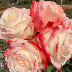 Imperatrice Farah Rose Plant | 法拉皇后 image 3