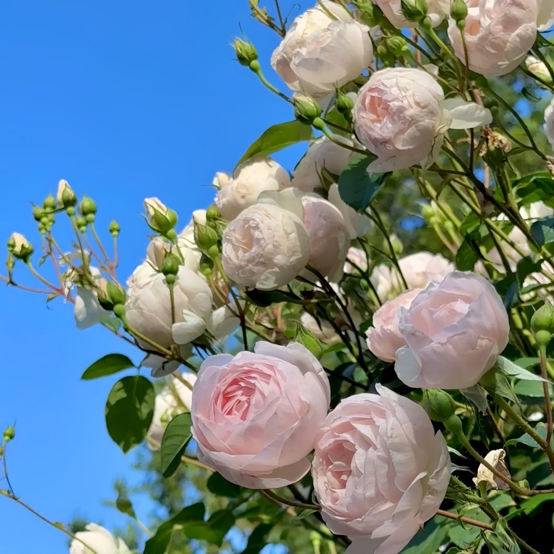 Desdemona Rose Plant|黛丝德蒙娜 image 6