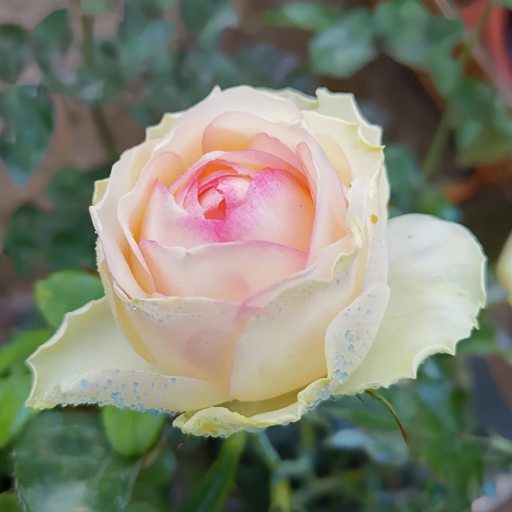 Armure Blanche Rose Plant |幻彩 image 2