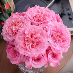 Ashley Rose Plant|艾希丽 image 1