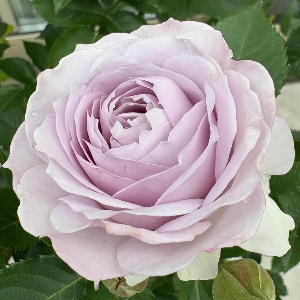 Qise rose plant｜霁色 image 1
