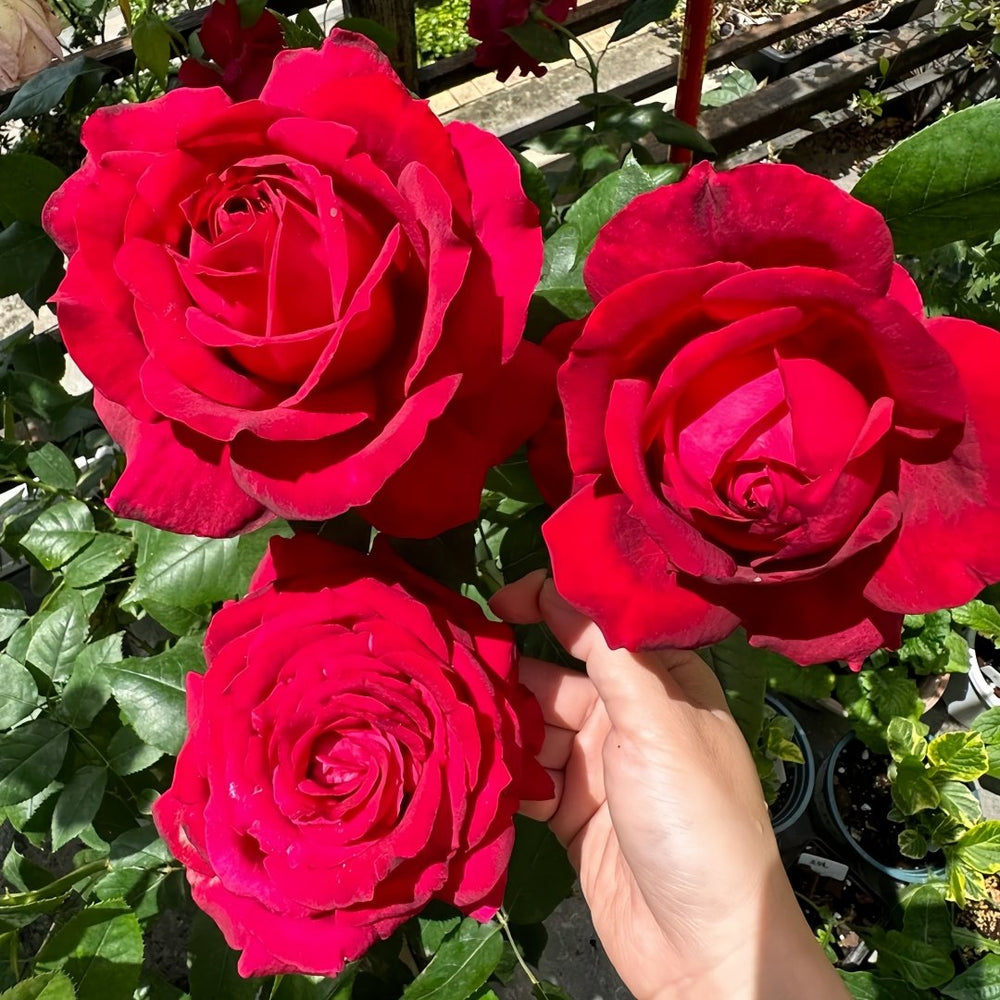 Janice kellogg Rose Plant|詹尼斯·凯洛格 image 6