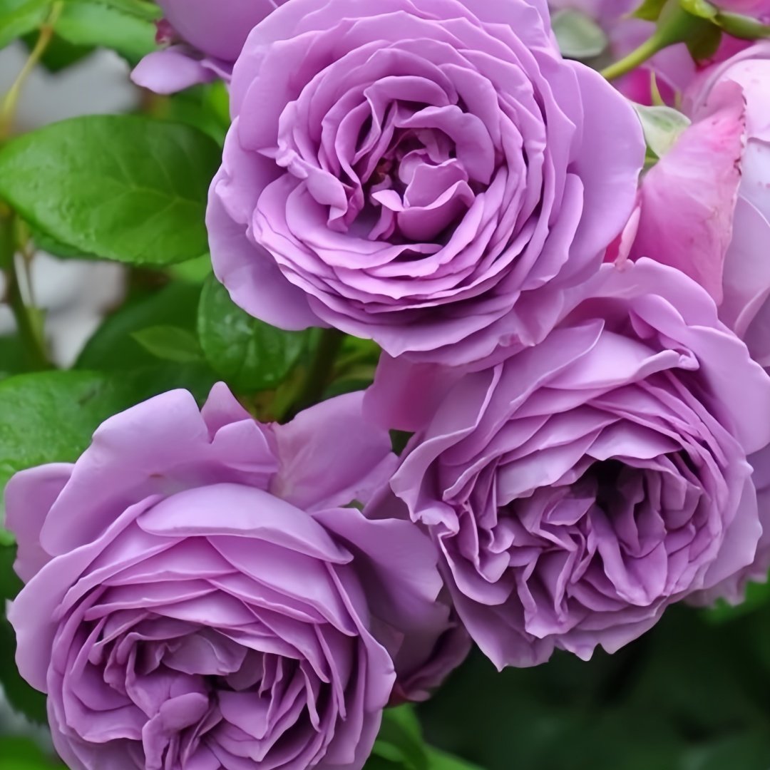 Kinda Blue Rose Plant｜微蓝 image 3