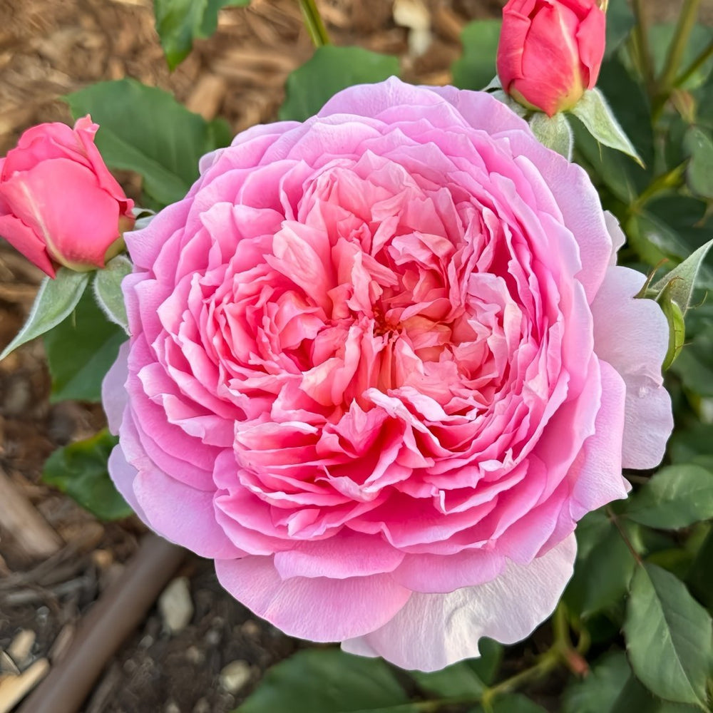 Taoran‌ Rose Plant|桃染 image 0