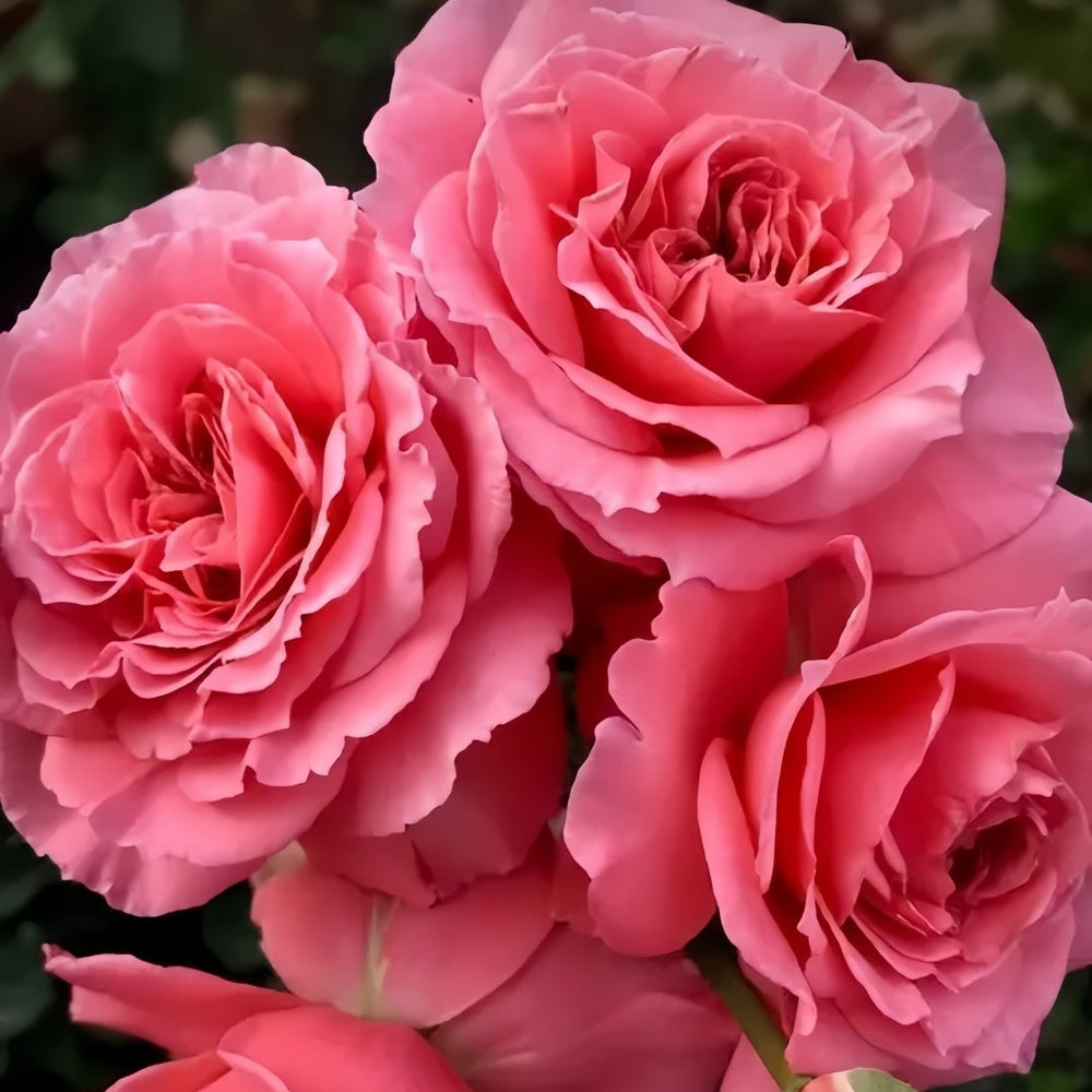 Laurent Cabrol Rose Plant｜劳朗卡布罗尔 image 6