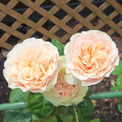 Love Fountain Rose Plant | 爱情喷泉 image 2