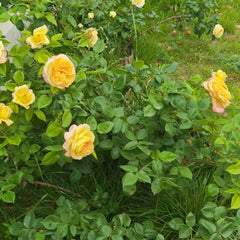 Henri Delbard Rose Plant|橘子酱 image 3