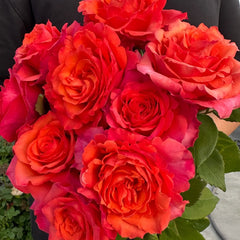 Hard Rock Rose Plant｜摇滚乐 image 3