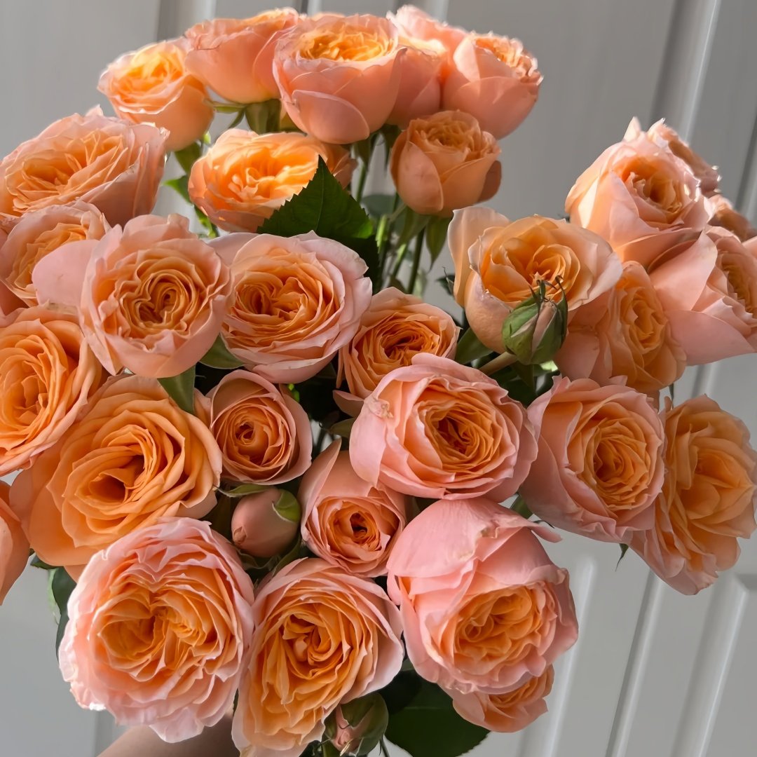 Mickey Bubbles Rose Plant|米奇泡泡 image 6