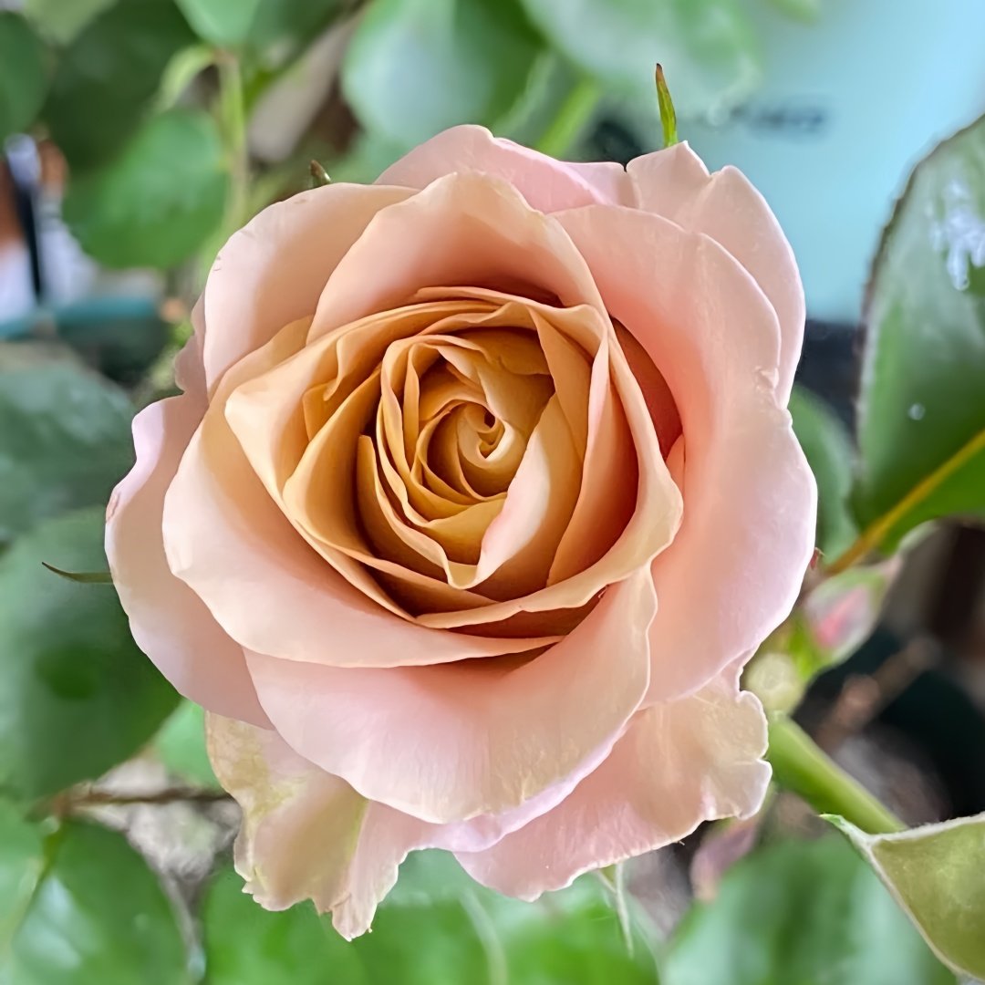RP Moab Rose Plant | 莫泊 image 4