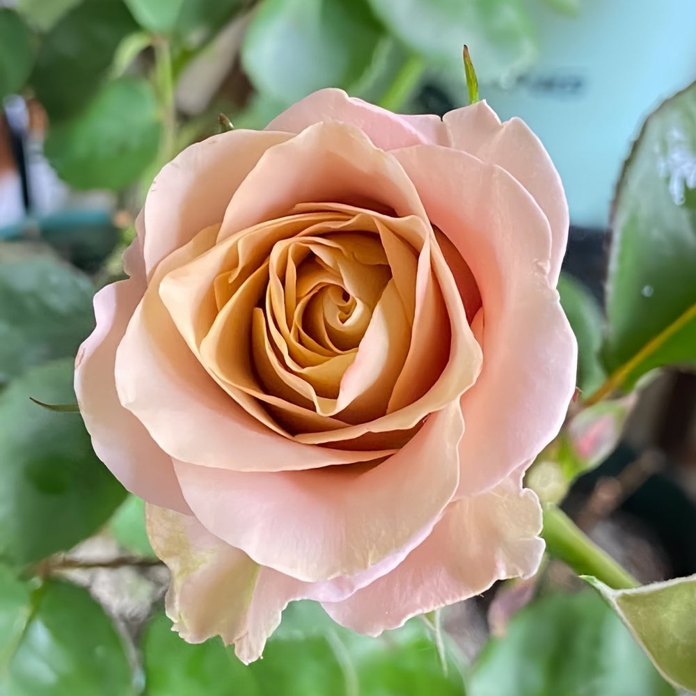 RP Moab Rose Plant | 莫泊 image 4
