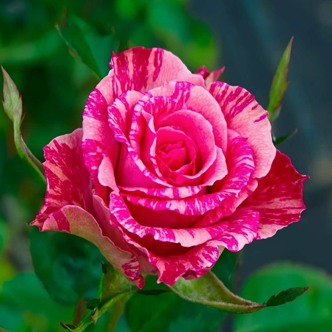 Pink Intuition Rose Plant｜粉色直觉 image 2