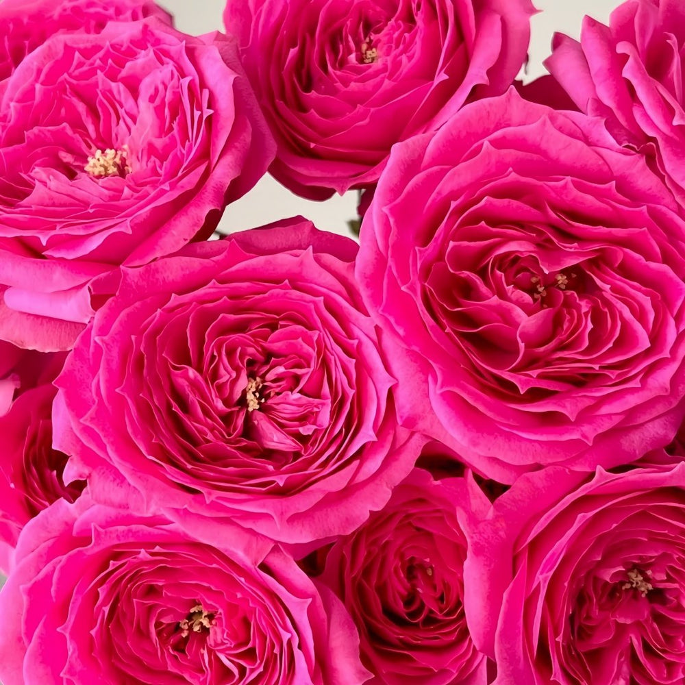 Baby Sophie Rose Plant｜苏菲宝贝 image 2