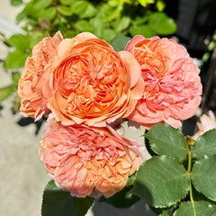Silk Road Rose Plant|丝绸之路 image 1