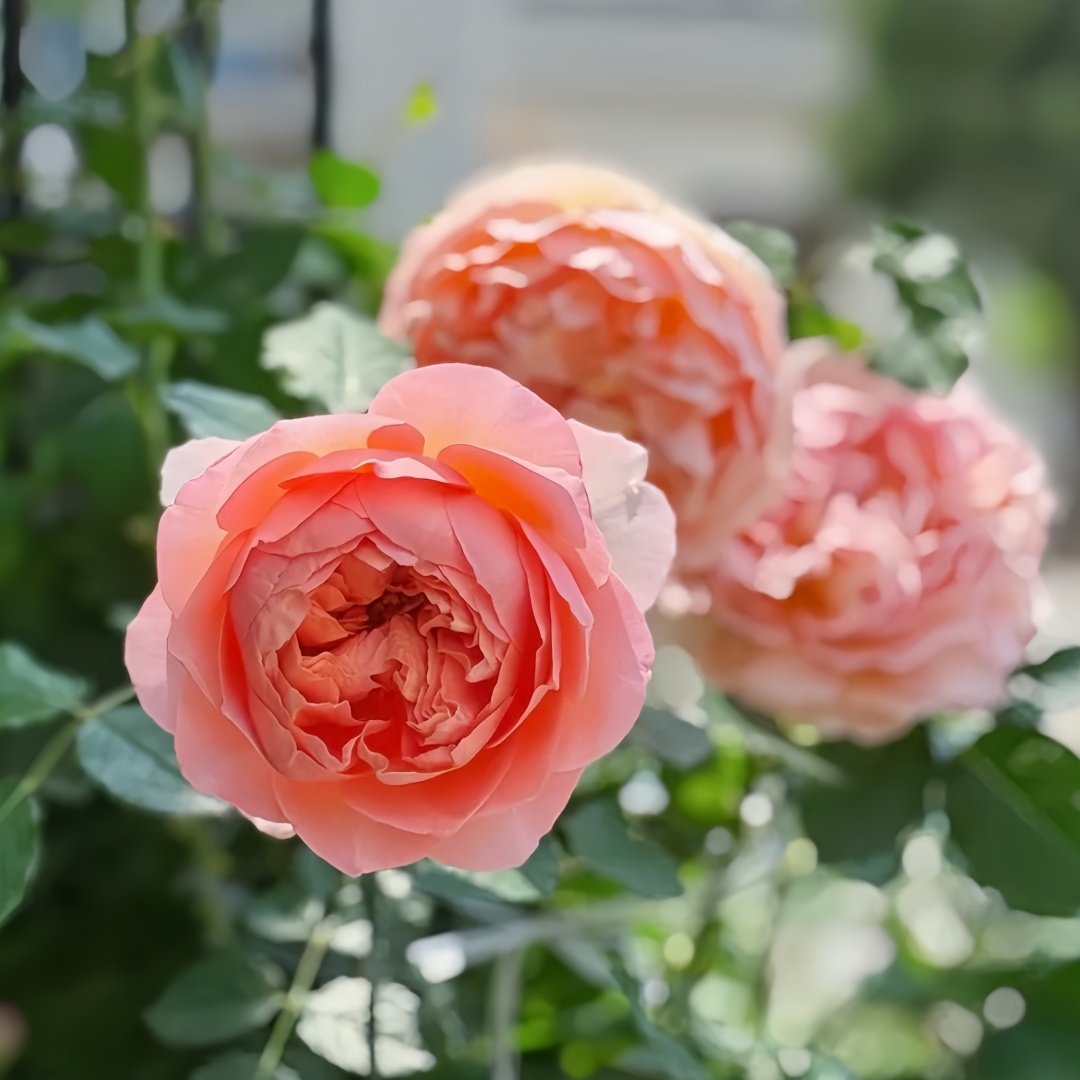 JinYan Rose Plant | 锦嫣 image 5