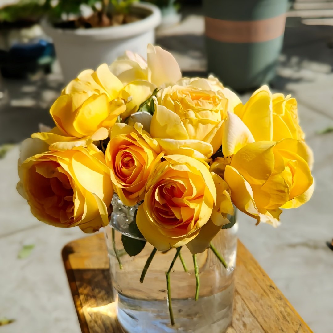 Global Beauty Rose Plant|黄烛光 image 9