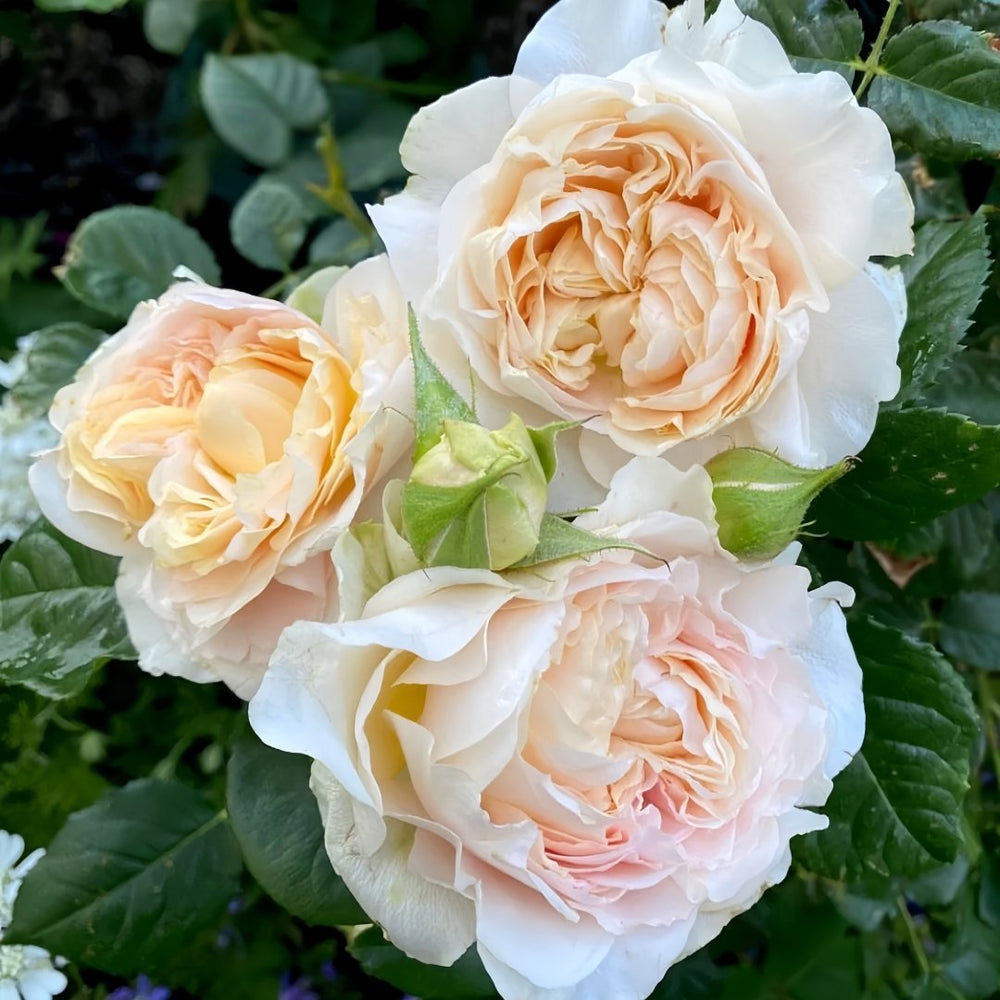 Apricot Cooler Rose Plant｜杏仁露 image 7