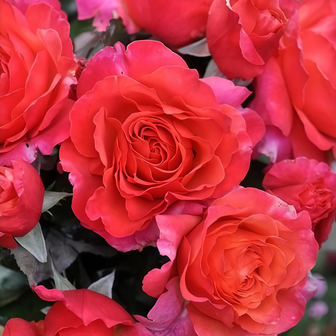 Briliant Rose Plant|辉煌 image 7