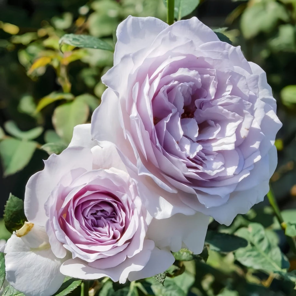 Qise rose plant｜霁色 image 4