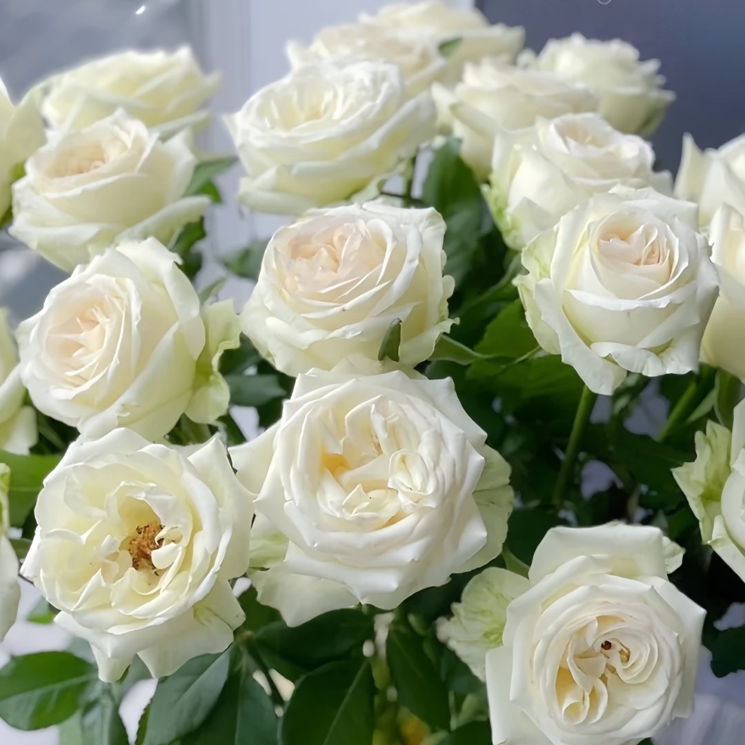 Blanche Elegance Rose Plant|白荣耀 image 5