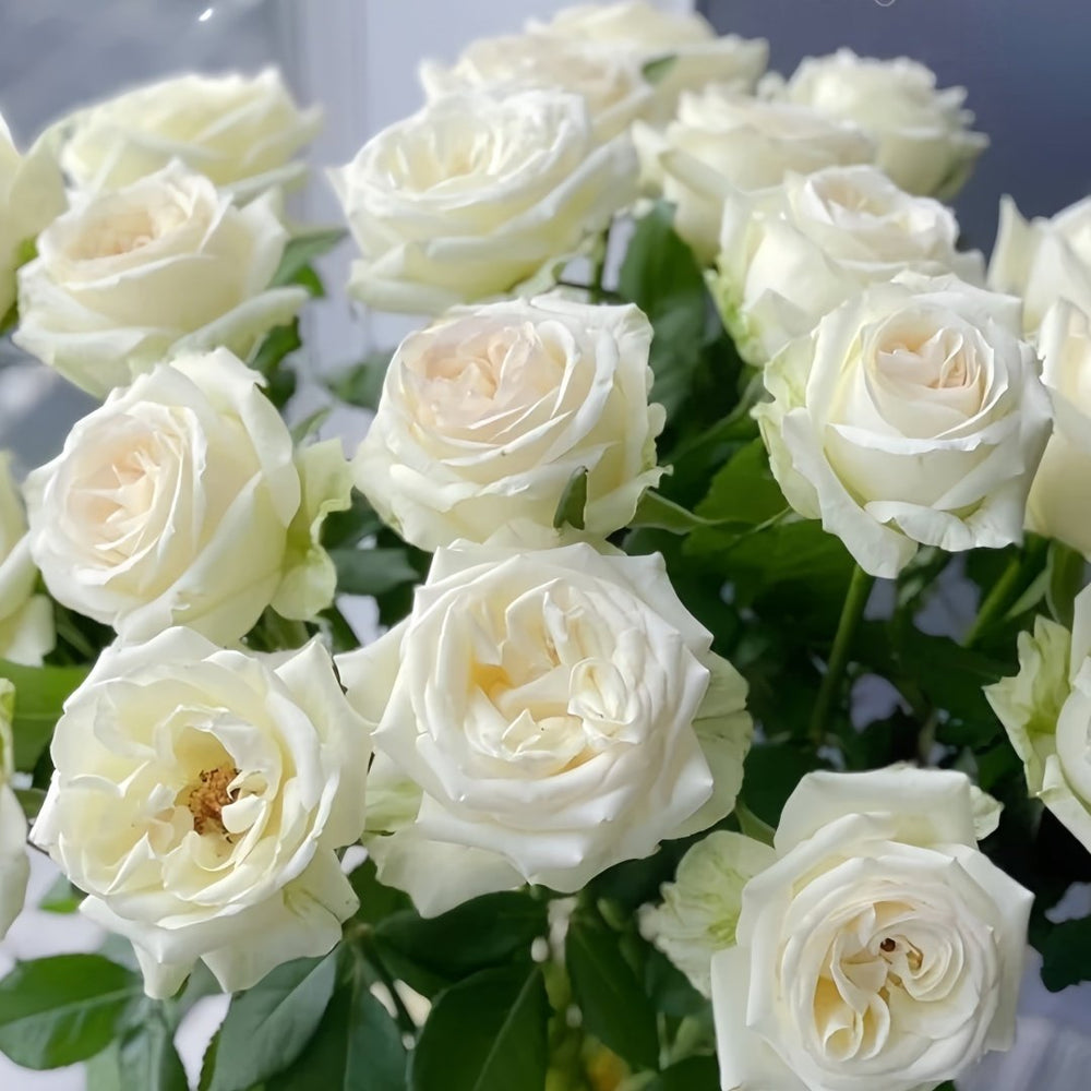 Blanche Elegance Rose Plant|白荣耀 image 5