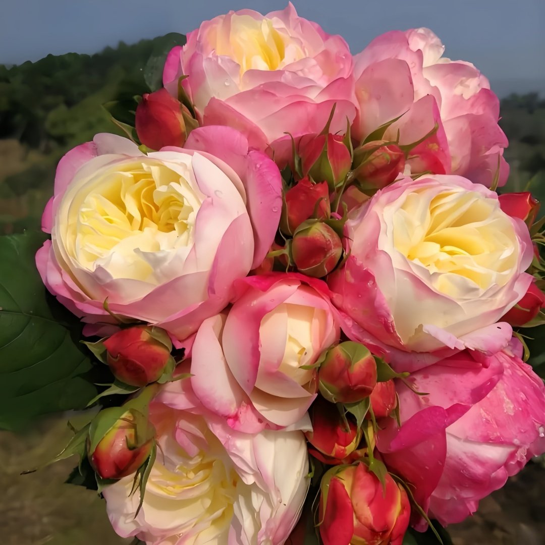 Japanese Mon Amour Rose Plant｜和室 image 3