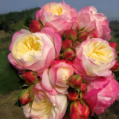 Japanese Mon Amour Rose Plant｜和室 image 3