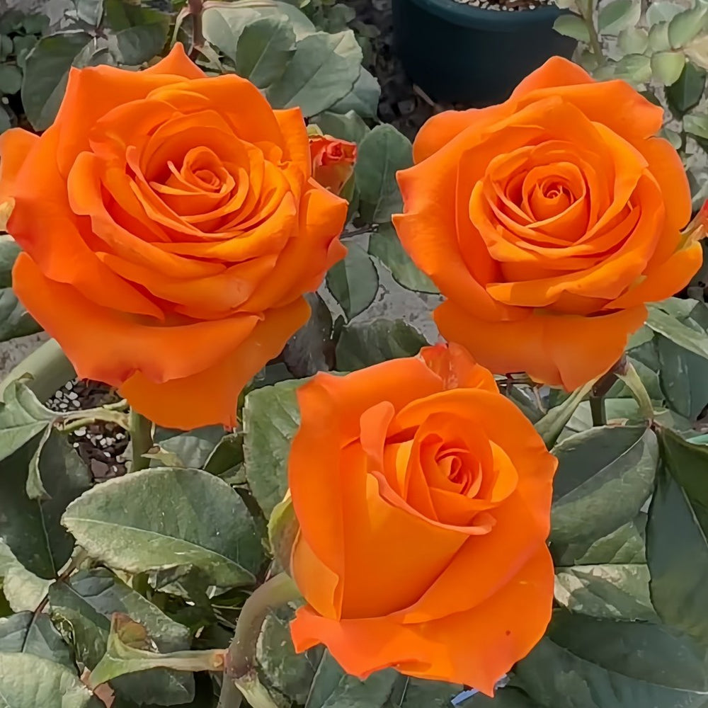 Nexus Rose Plant｜关系 image 3