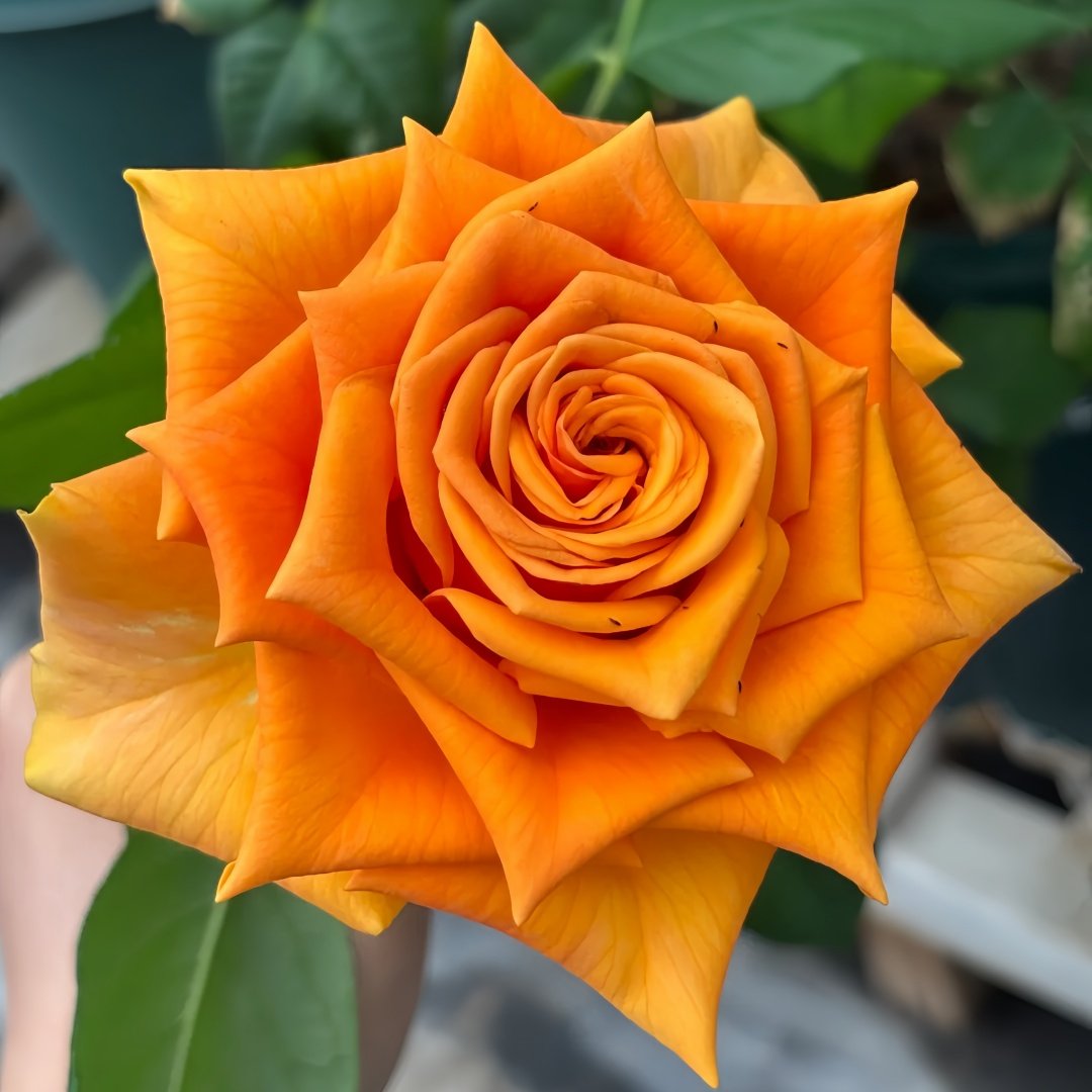 Mighty Rose Plant|甜橙 image 6