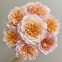Miyabi Cha Rose Plant|茶雅 image 0