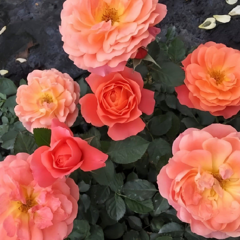 Saturnus King Terazza Rose Plant|土星王阳台 image 7