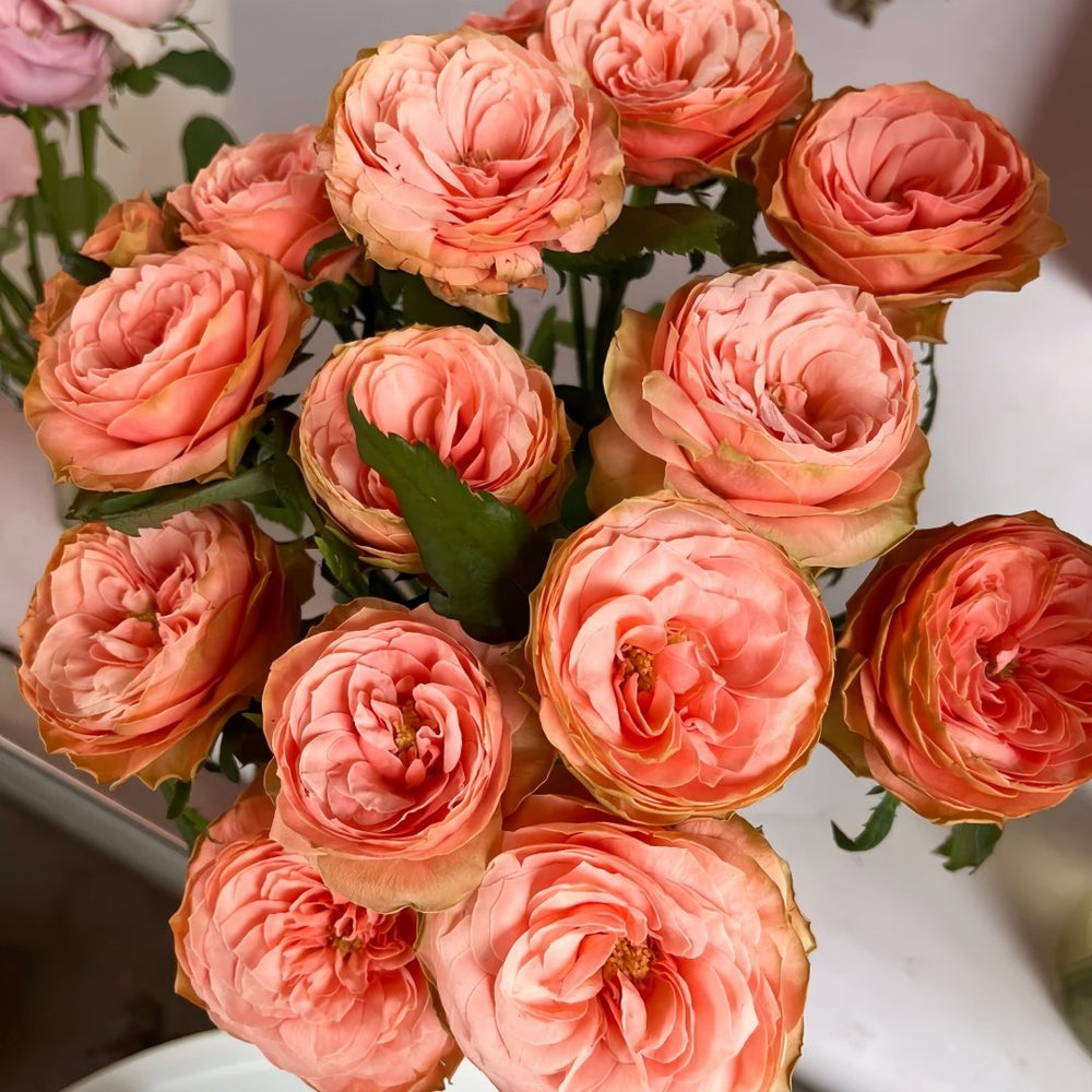 Kahala Rose Plant|卡哈拉 image 9