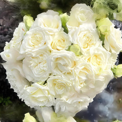 Pope John Paul II Rose Plant|保罗二世 image 1