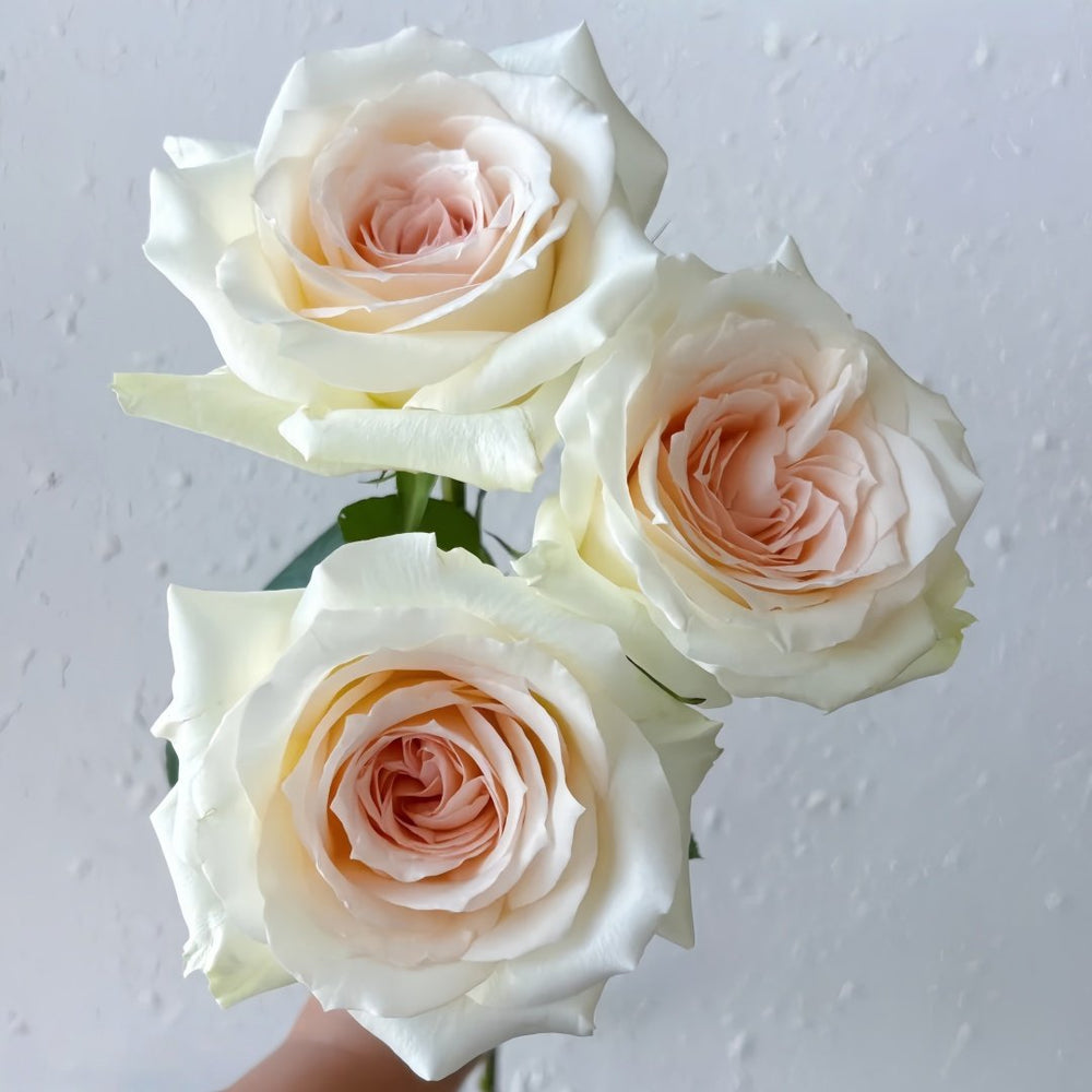 Princess Maya Rose Plant｜玛雅公主 image 1