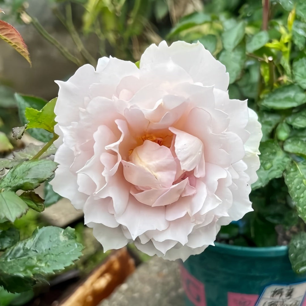 Floating Moon Rose Plant|浮月 image 3