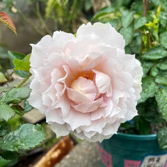 Floating Moon Rose Plant|浮月 image 3