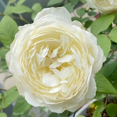 Shilabe Rose Plant|音调 image 3