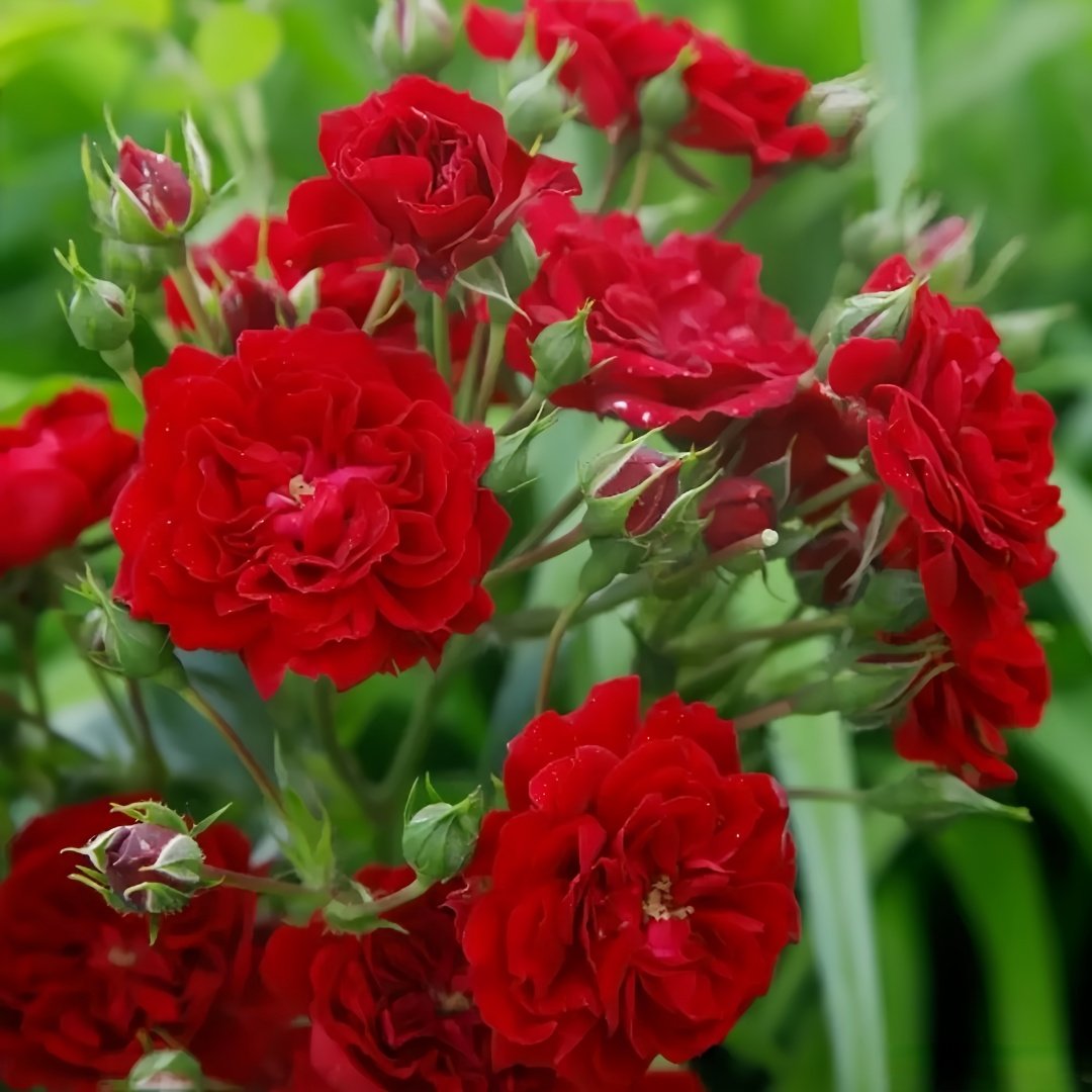 Crimson Siluetta Rose Plant|猩红剪影 image 7