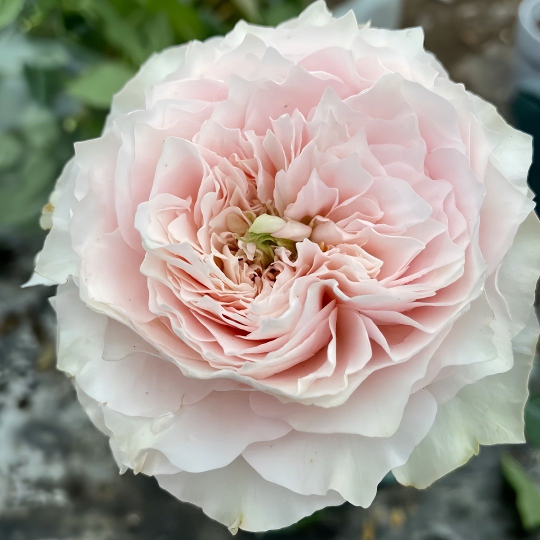 Country Peonia Rose Plant|乡村牡丹 image 1